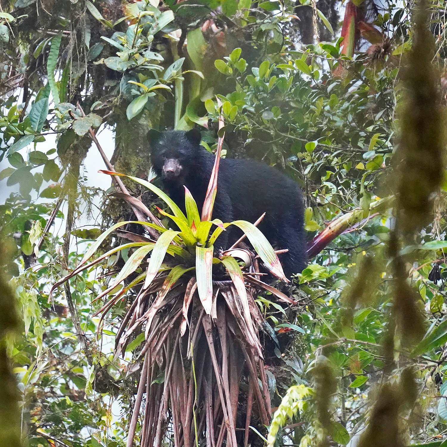 Photo 1 from CEIBA Foundation for Tropical Conservation Inc.