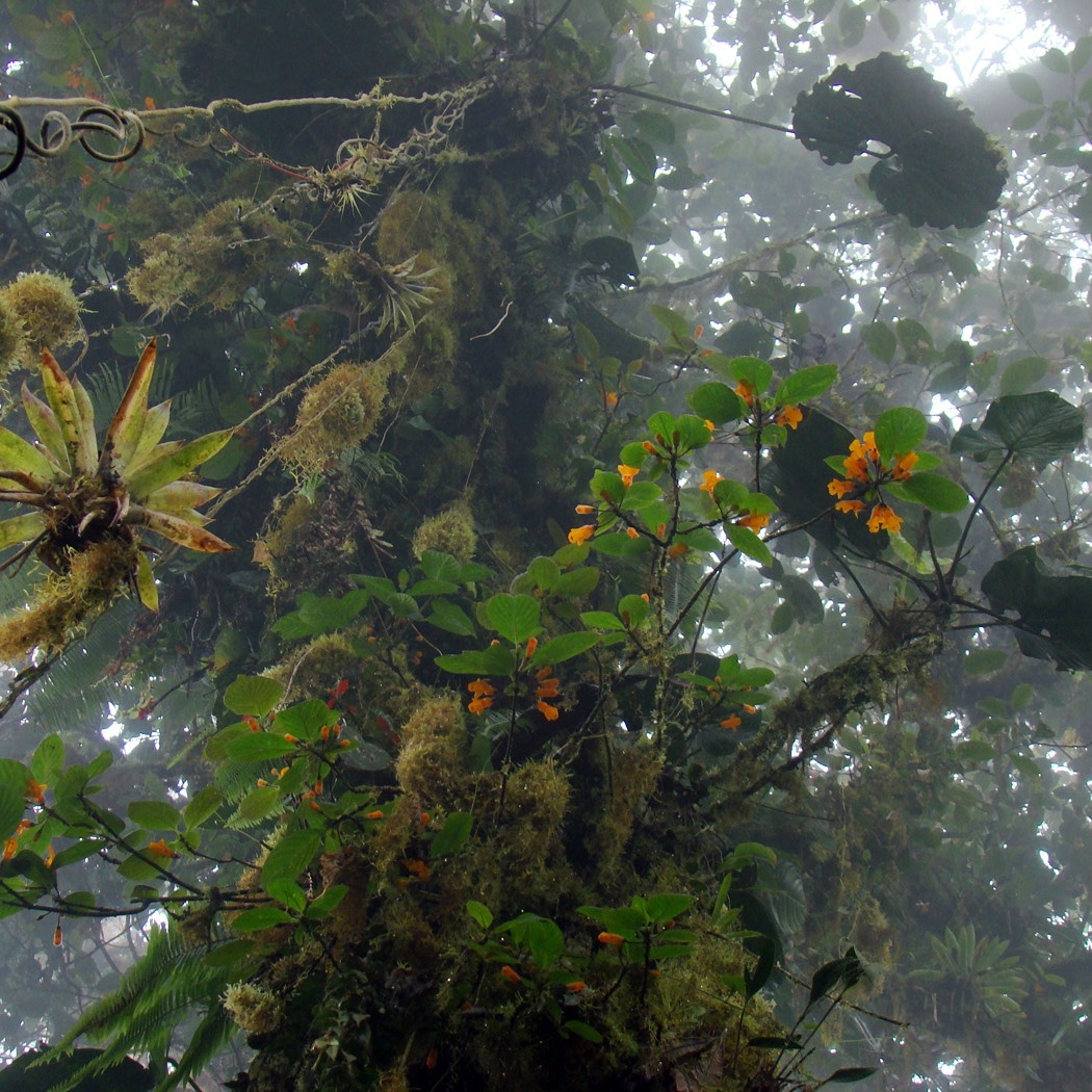 Photo 7 from CEIBA Foundation for Tropical Conservation Inc.