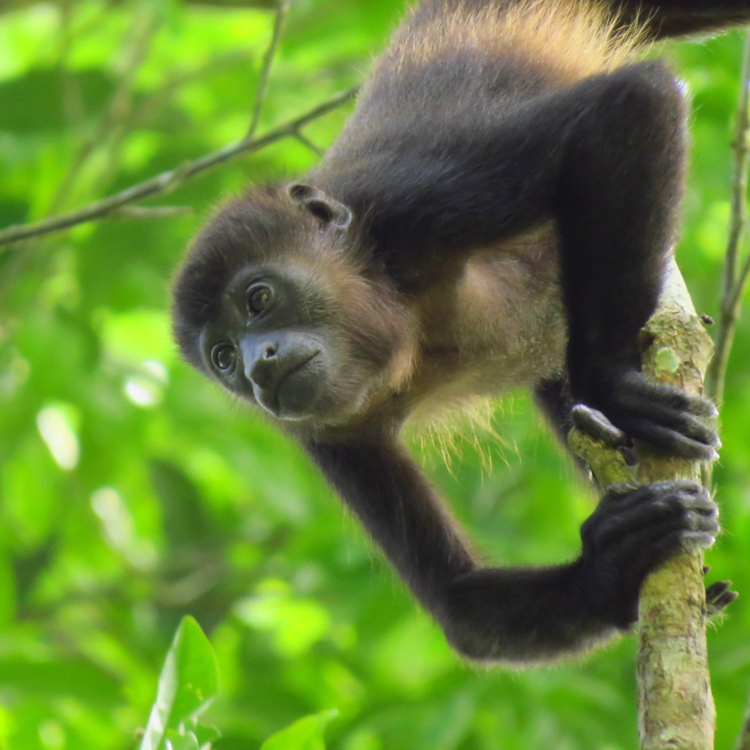 Photo 9 from CEIBA Foundation for Tropical Conservation Inc.