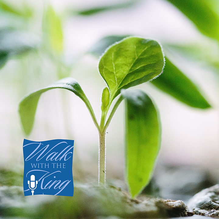 Photo 5 from Walk With The King, Inc.