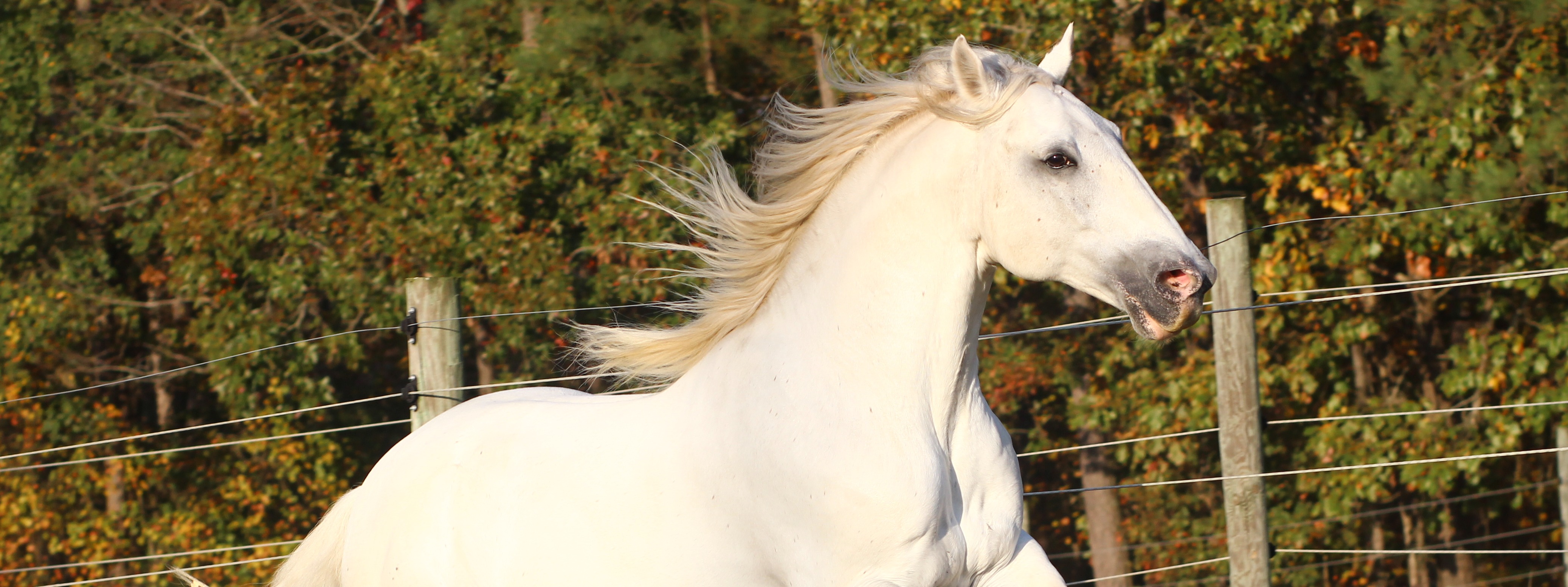 Tempus Renatus School of Classical Horsemanship