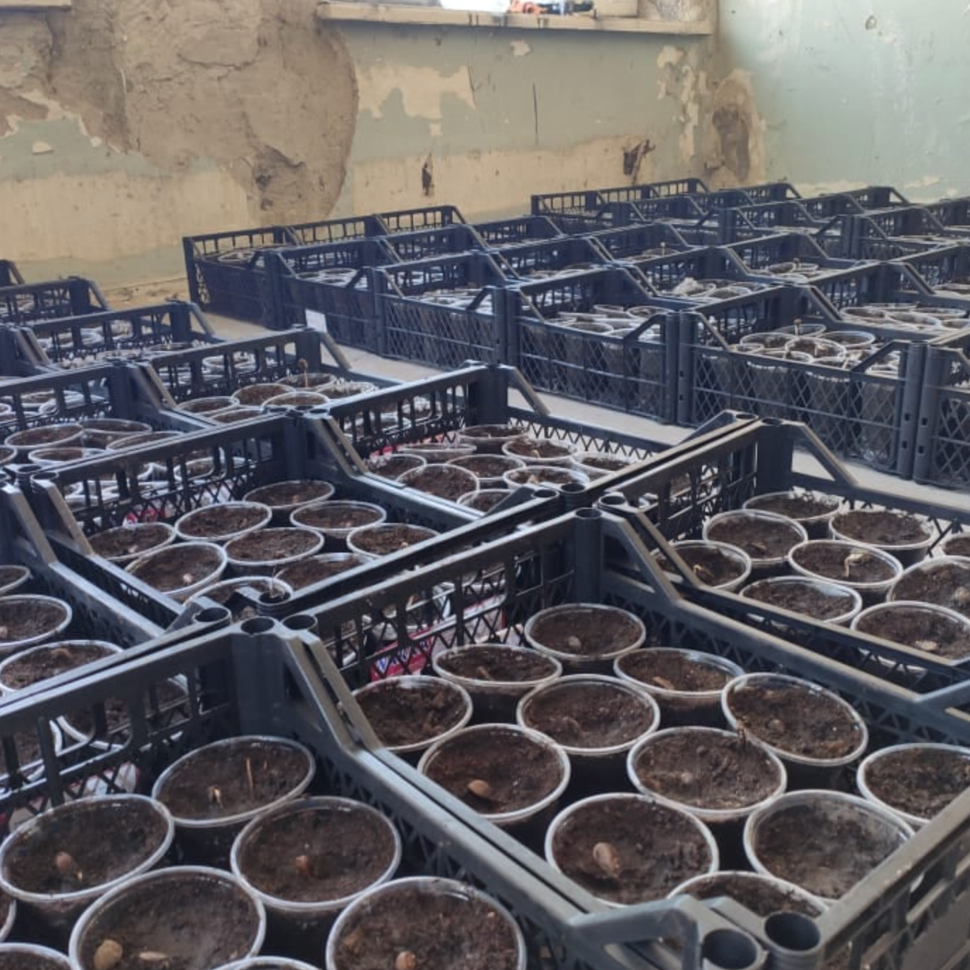 Photo 3 from The Friends of Moldova