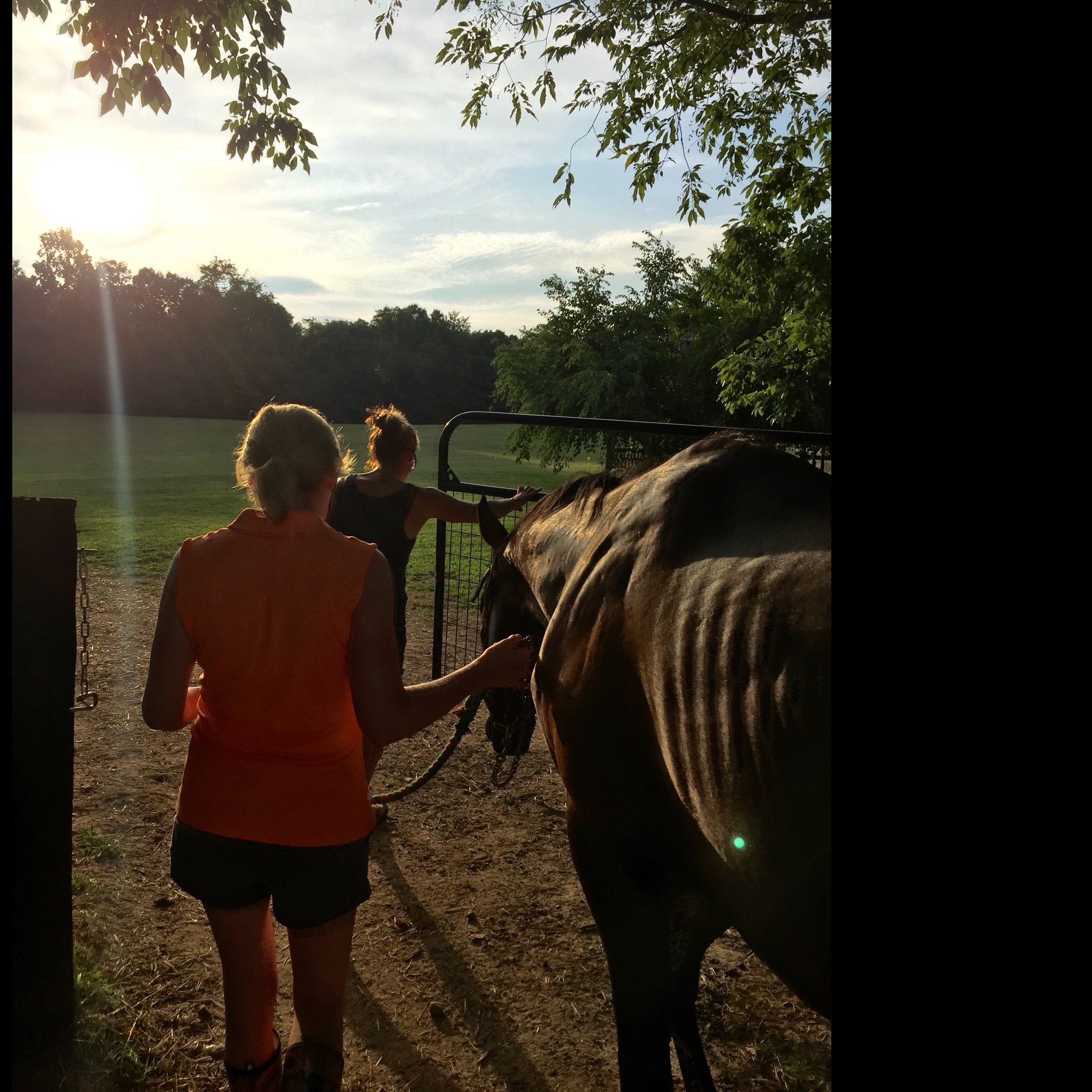 Photo 9 from Nalani Horse Rescue