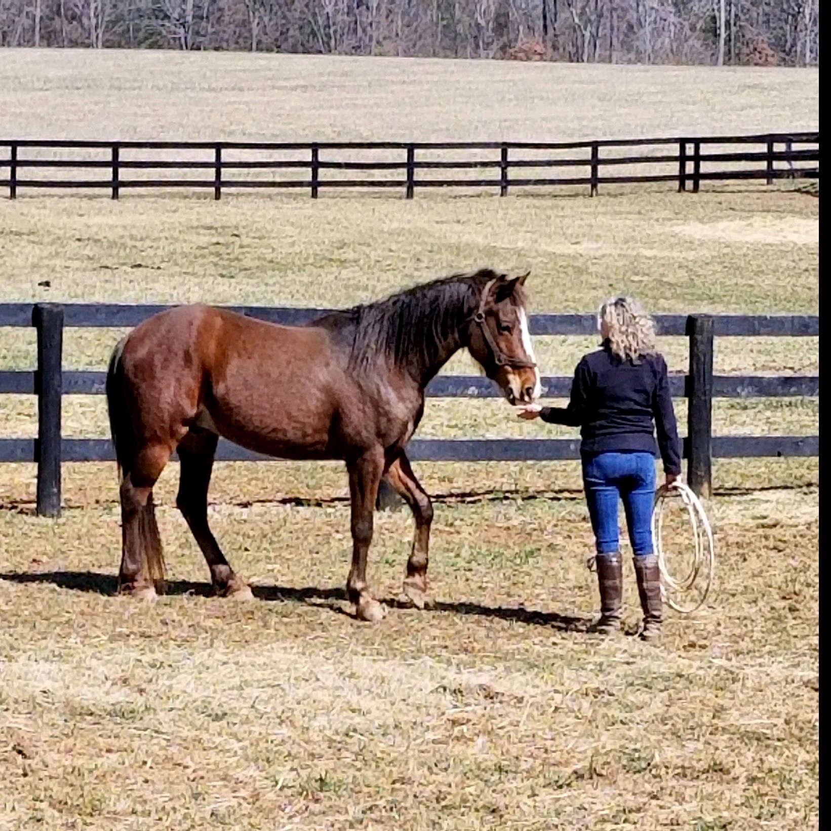 Photo 7 from Nalani Horse Rescue