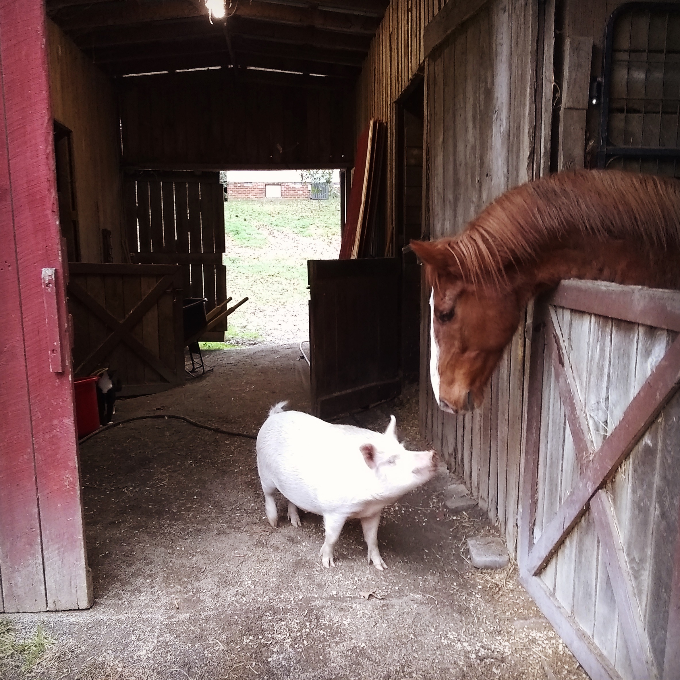 Photo 6 from Nalani Horse Rescue