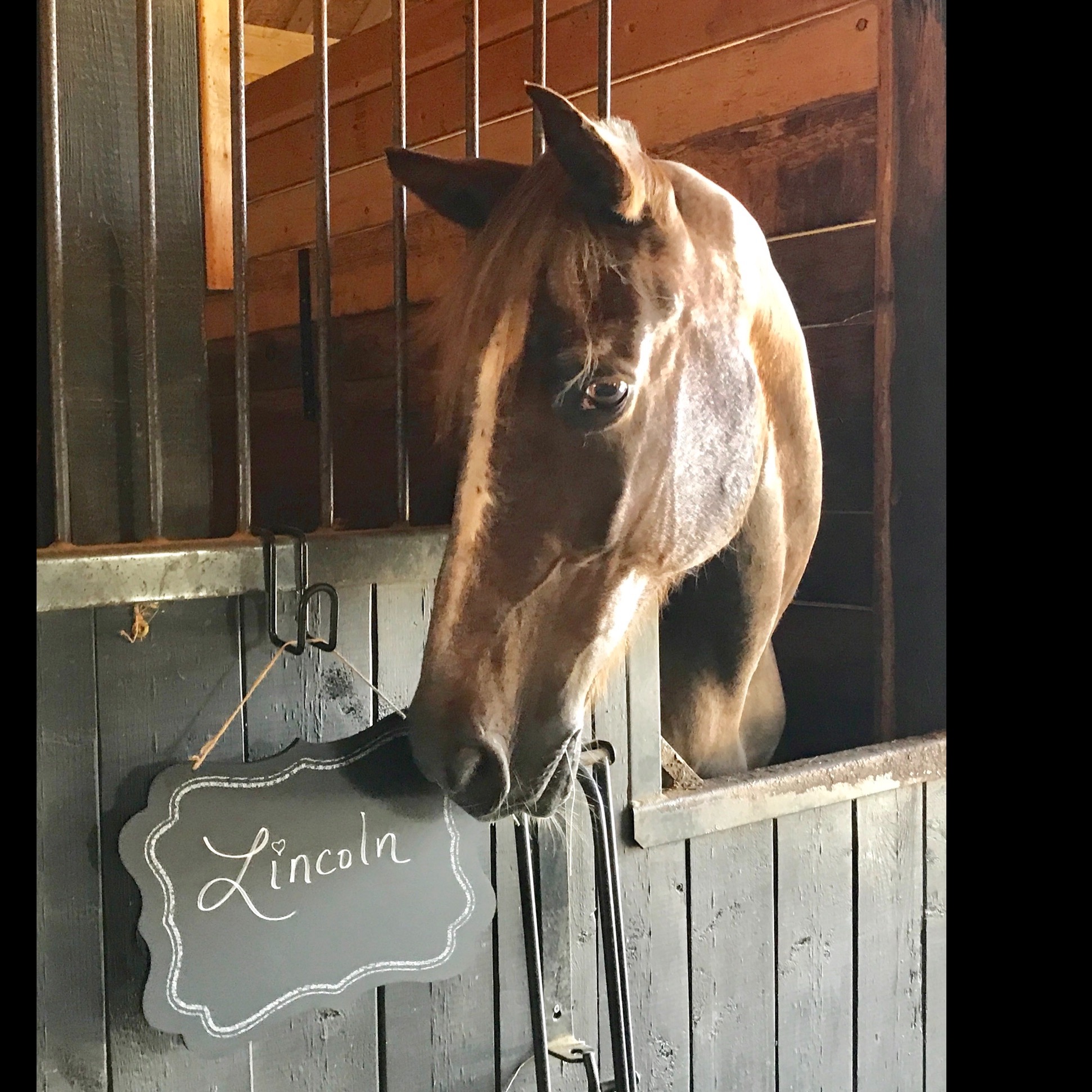 Photo 8 from Nalani Horse Rescue