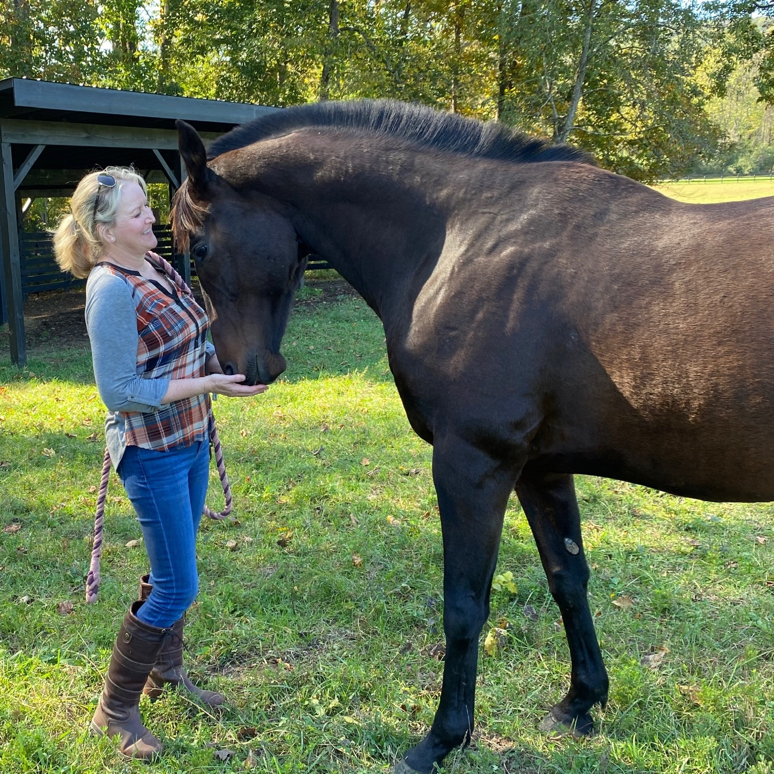 Photo 5 from Nalani Horse Rescue