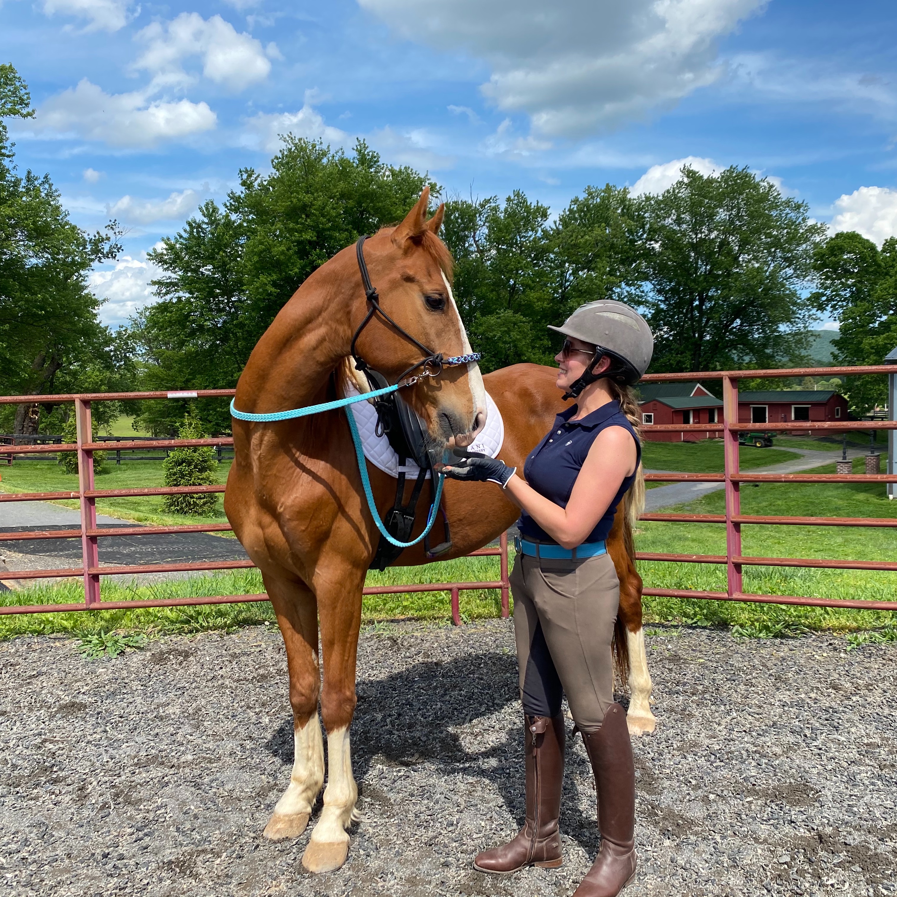 Photo 2 from Nalani Horse Rescue