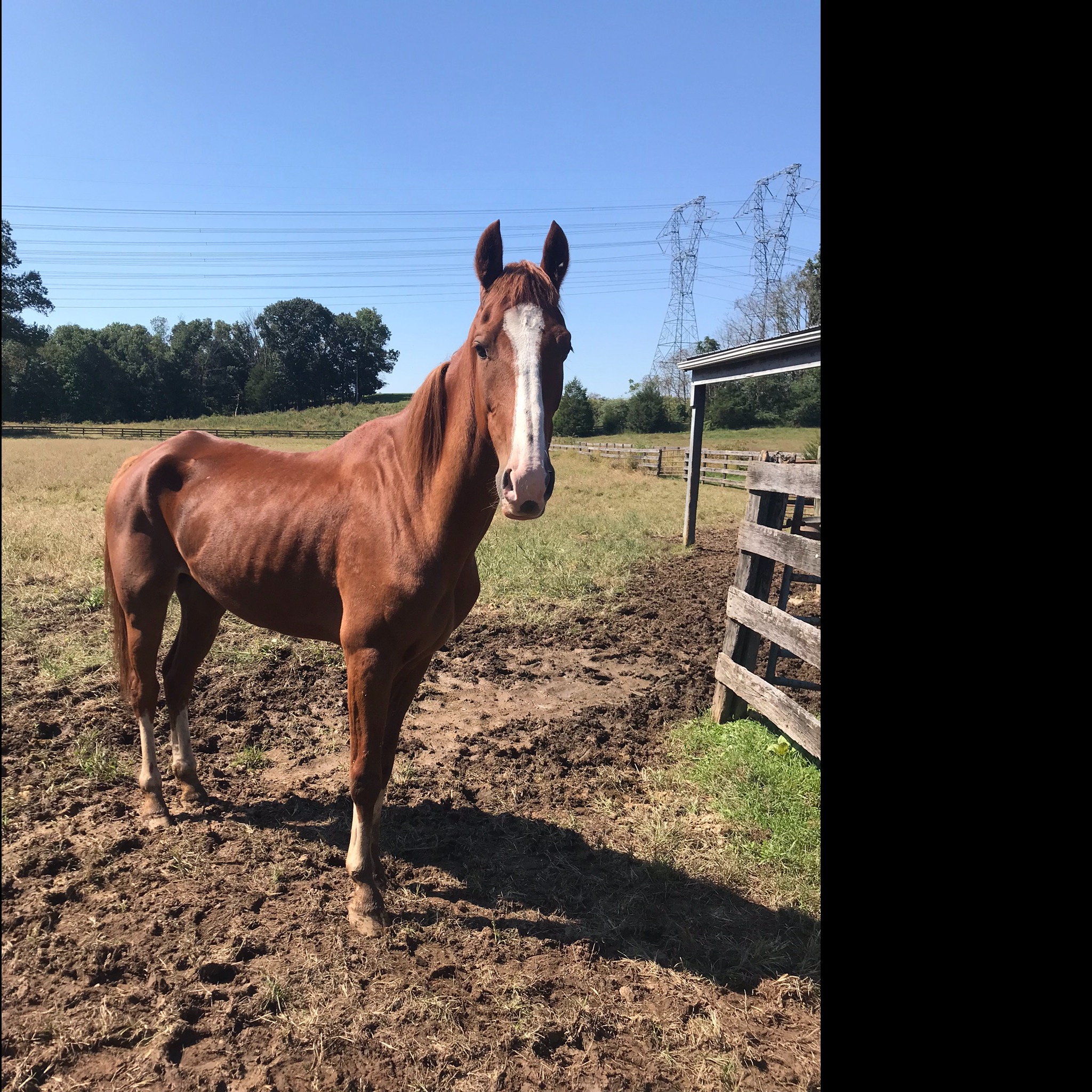 Photo 3 from Nalani Horse Rescue