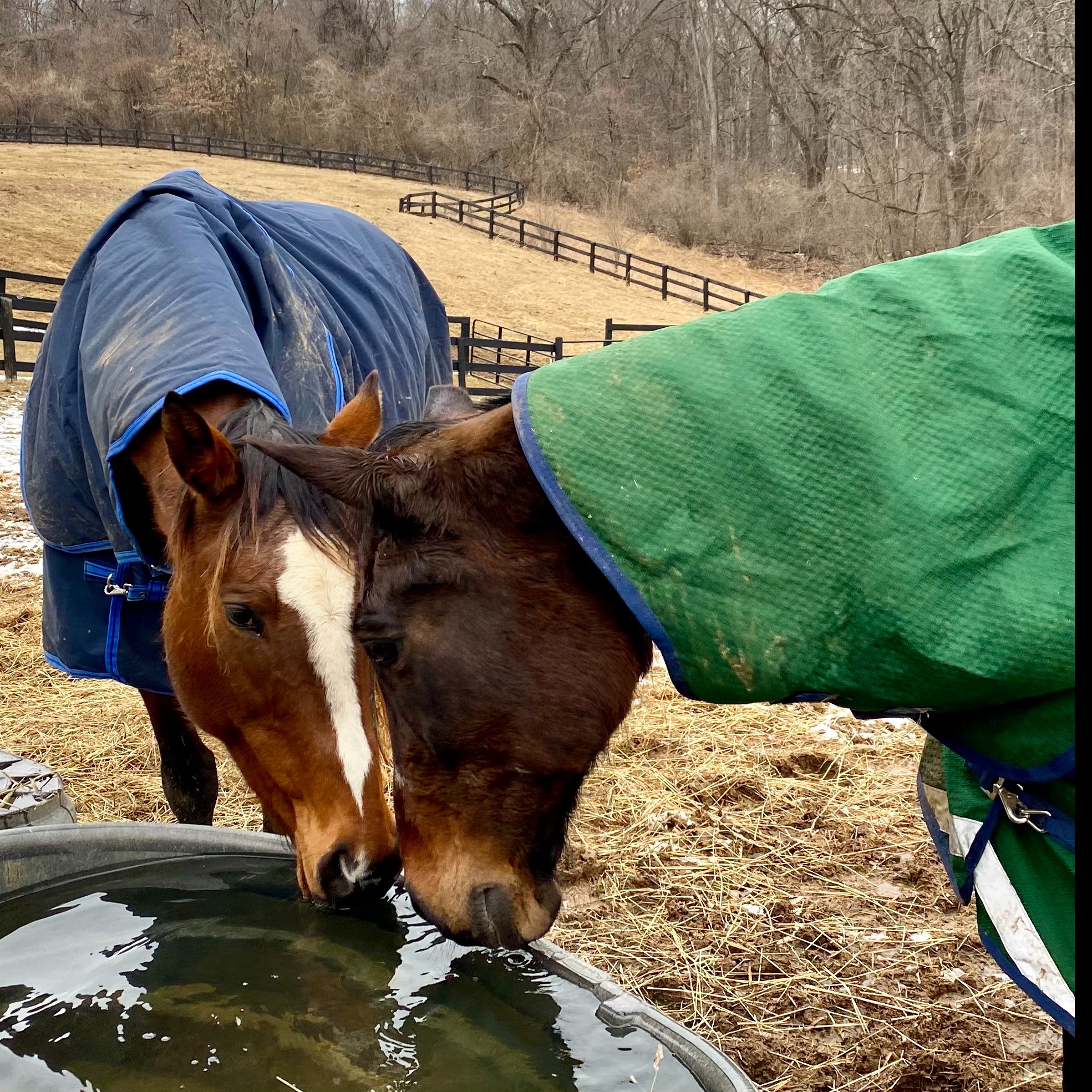 Photo 4 from Nalani Horse Rescue