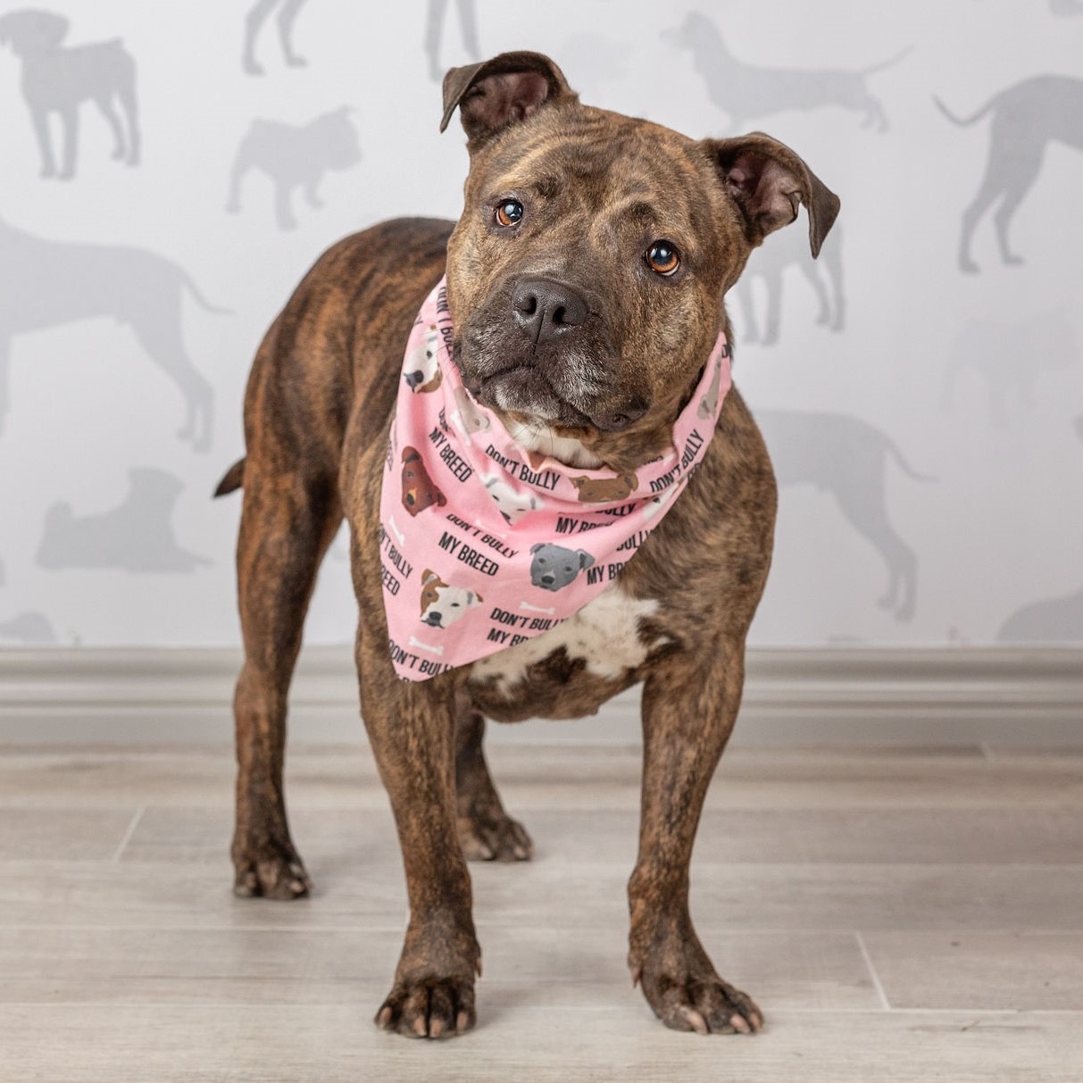 Photo 1 from I Am Dog Rescue Inc