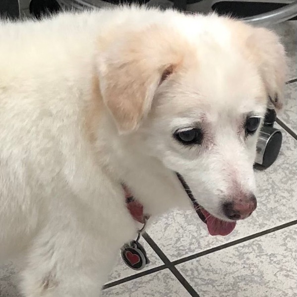 Photo 2 from I Am Dog Rescue Inc