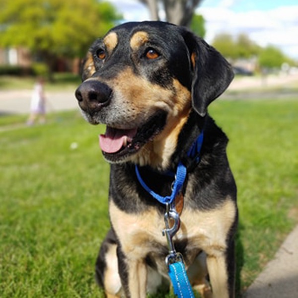 Photo 3 from I Am Dog Rescue Inc