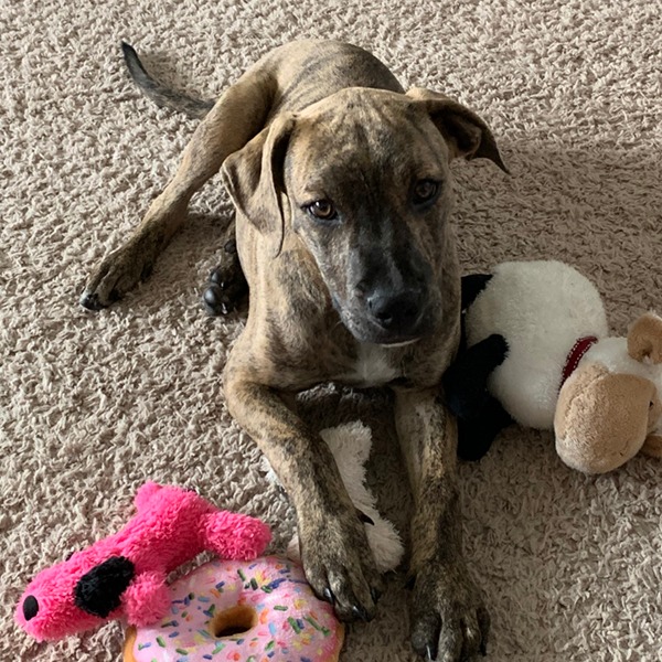 Photo 4 from I Am Dog Rescue Inc