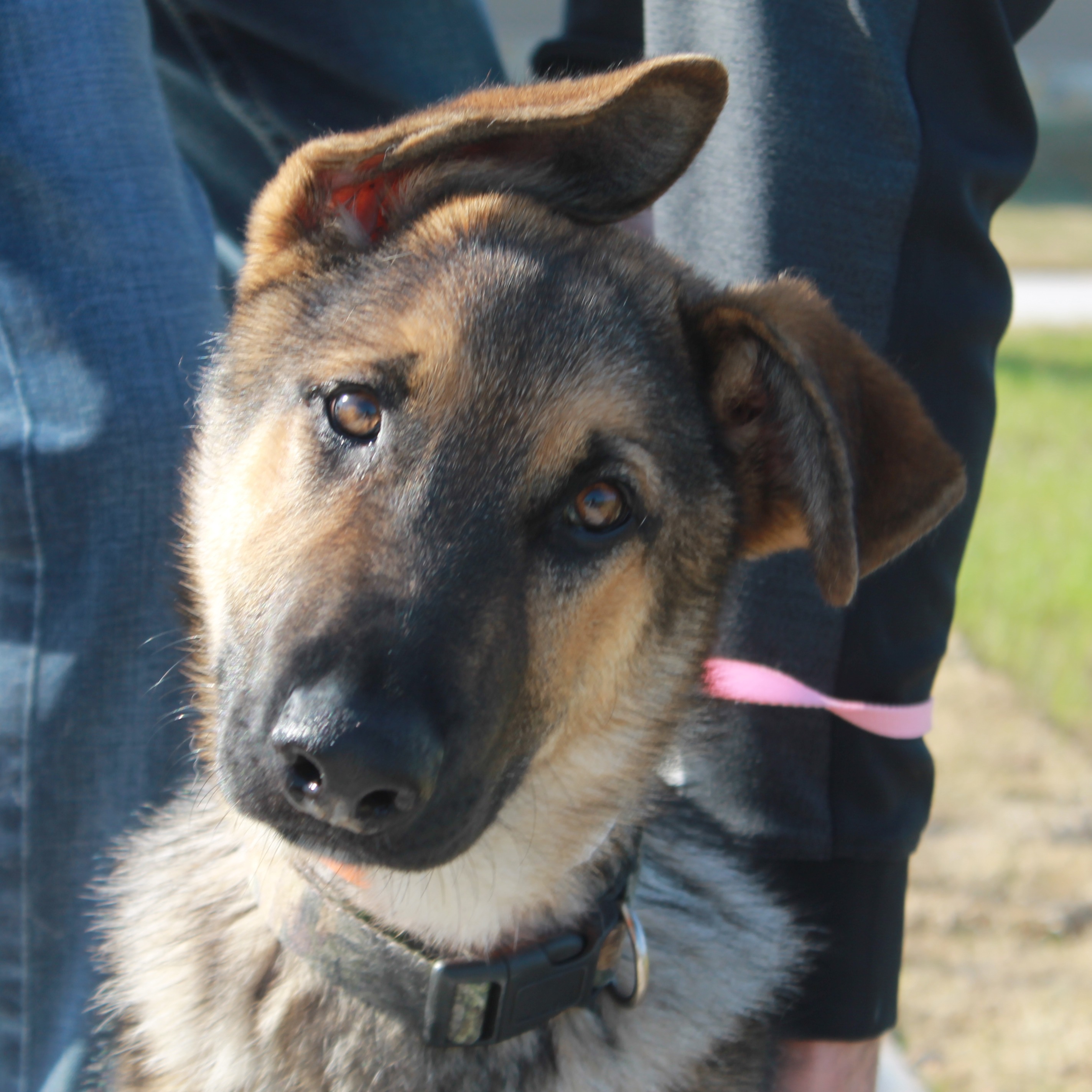 Photo 3 from Houston Petset