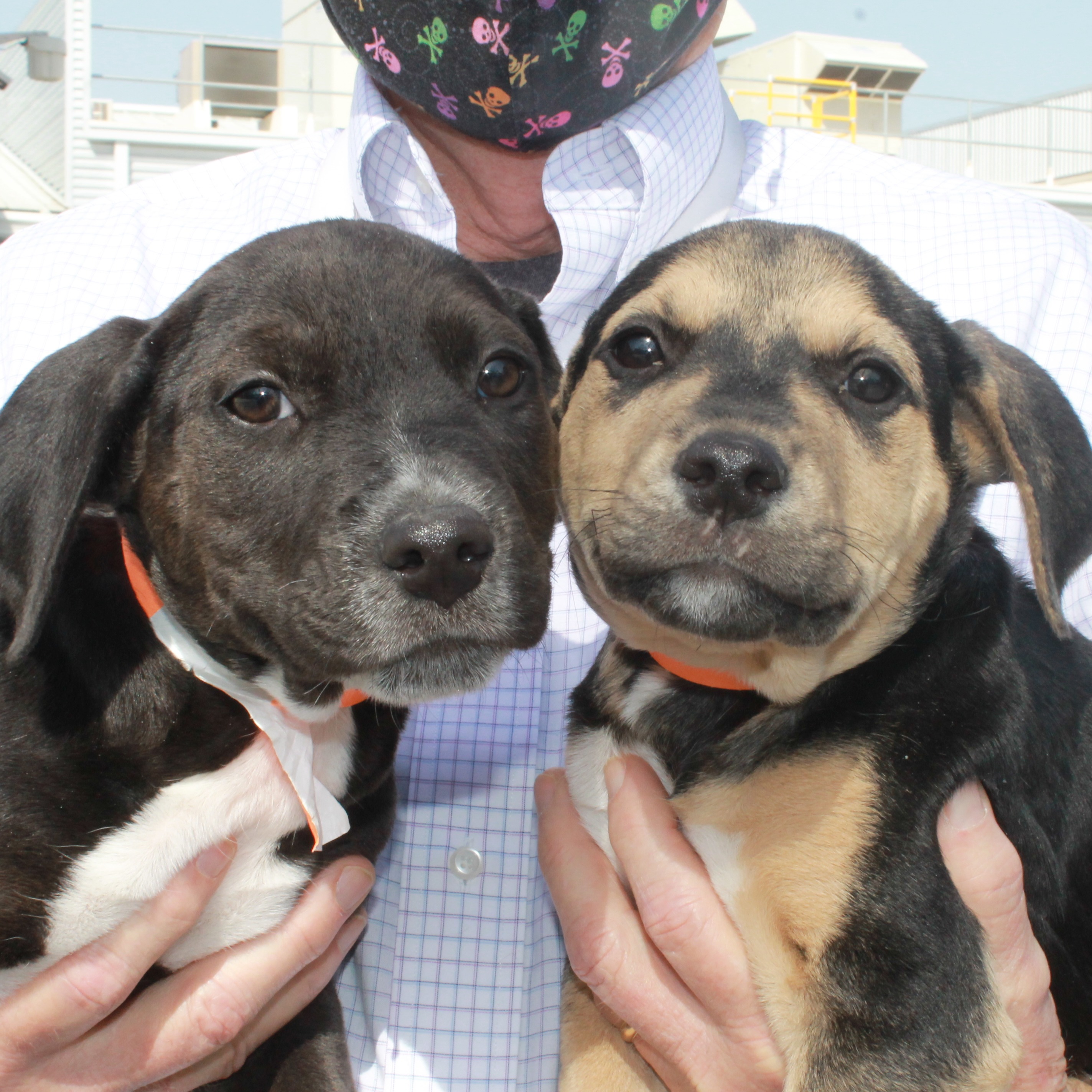 Photo 6 from Houston Petset