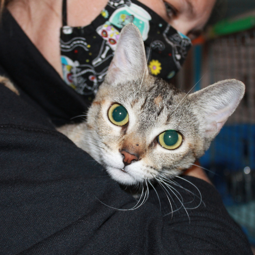 Photo 7 from Houston Petset