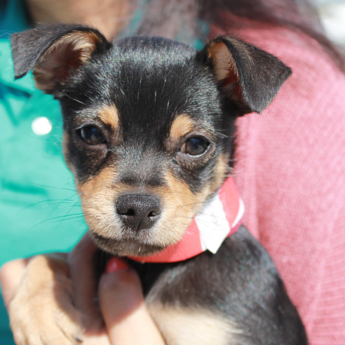 Photo 8 from Houston Petset