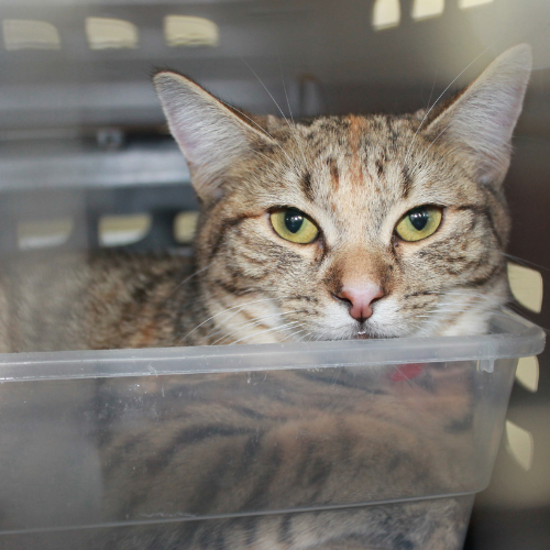 Photo 9 from Houston Petset