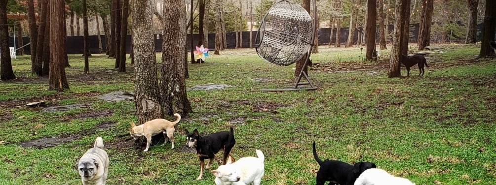 Whispering Willows Senior Dog Sanctuary Inc