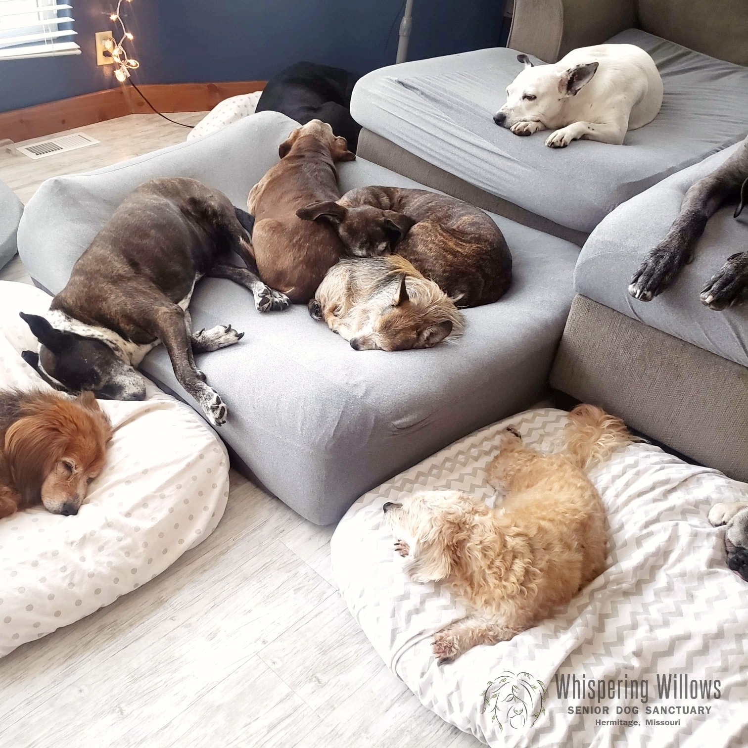 Photo 1 from Whispering Willows Senior Dog Sanctuary Inc