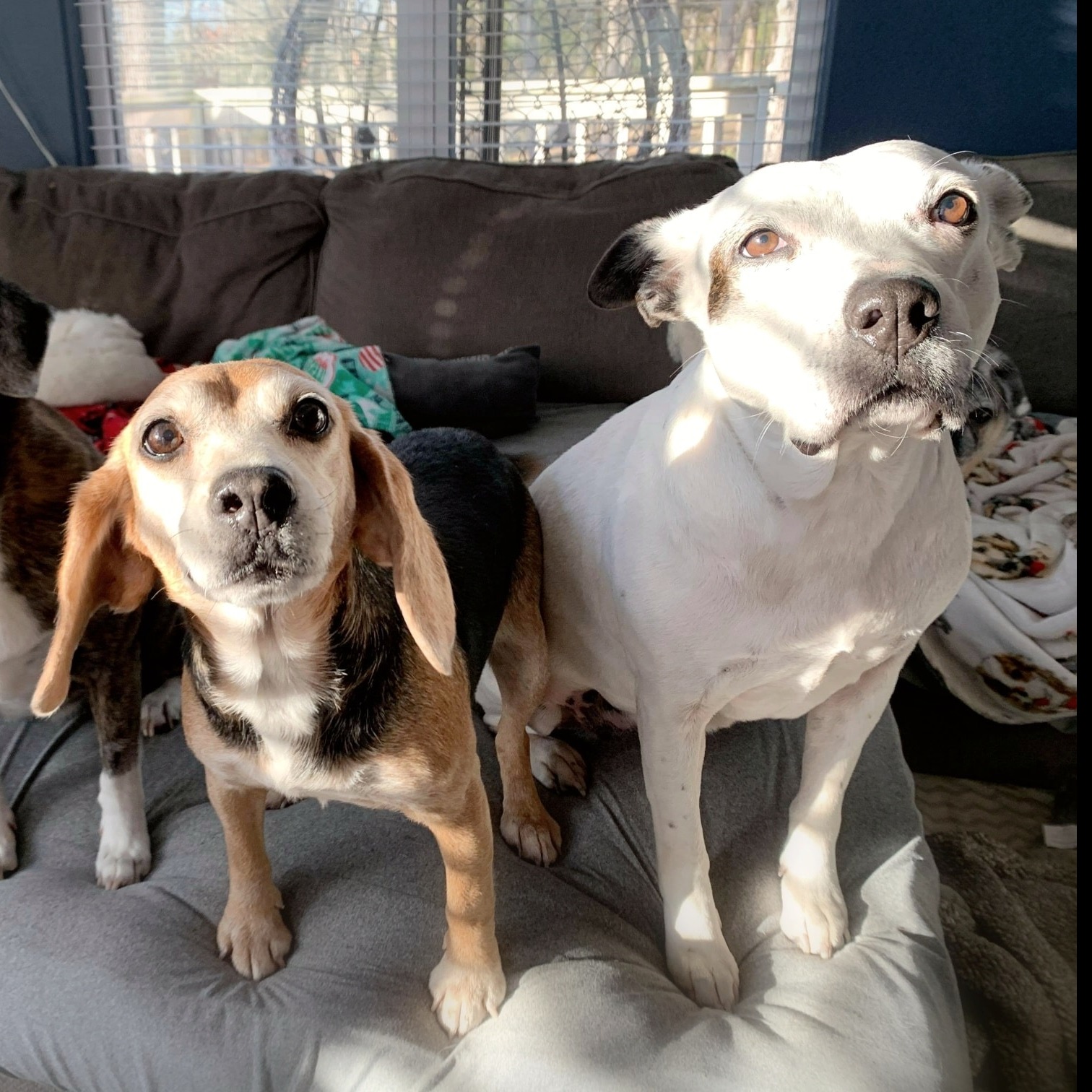 Photo 2 from Whispering Willows Senior Dog Sanctuary Inc