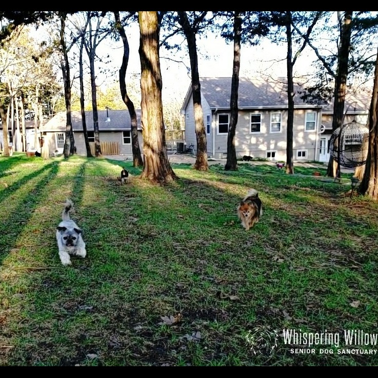 Photo 3 from Whispering Willows Senior Dog Sanctuary Inc