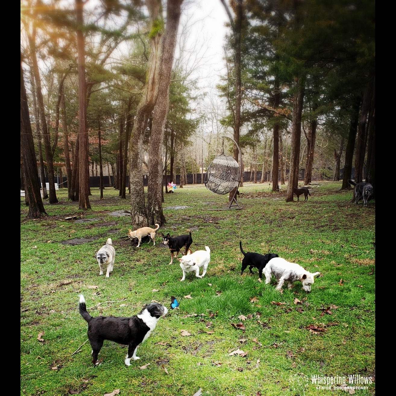 Photo 4 from Whispering Willows Senior Dog Sanctuary Inc