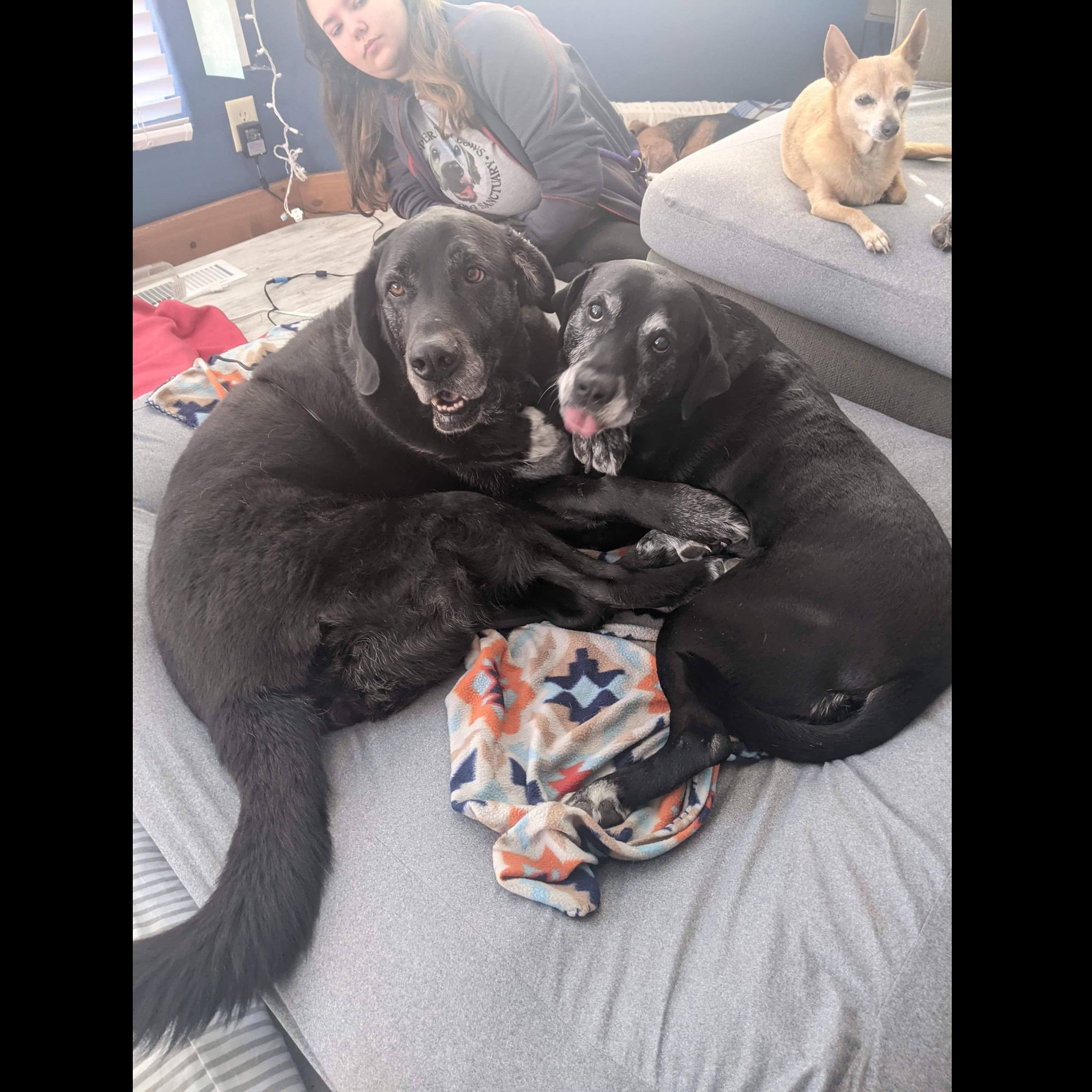 Photo 5 from Whispering Willows Senior Dog Sanctuary Inc