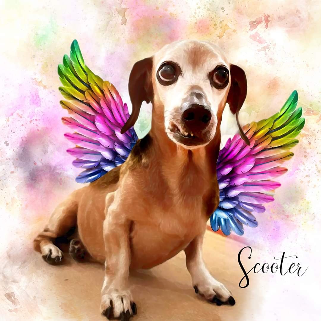 Photo 6 from Whispering Willows Senior Dog Sanctuary Inc