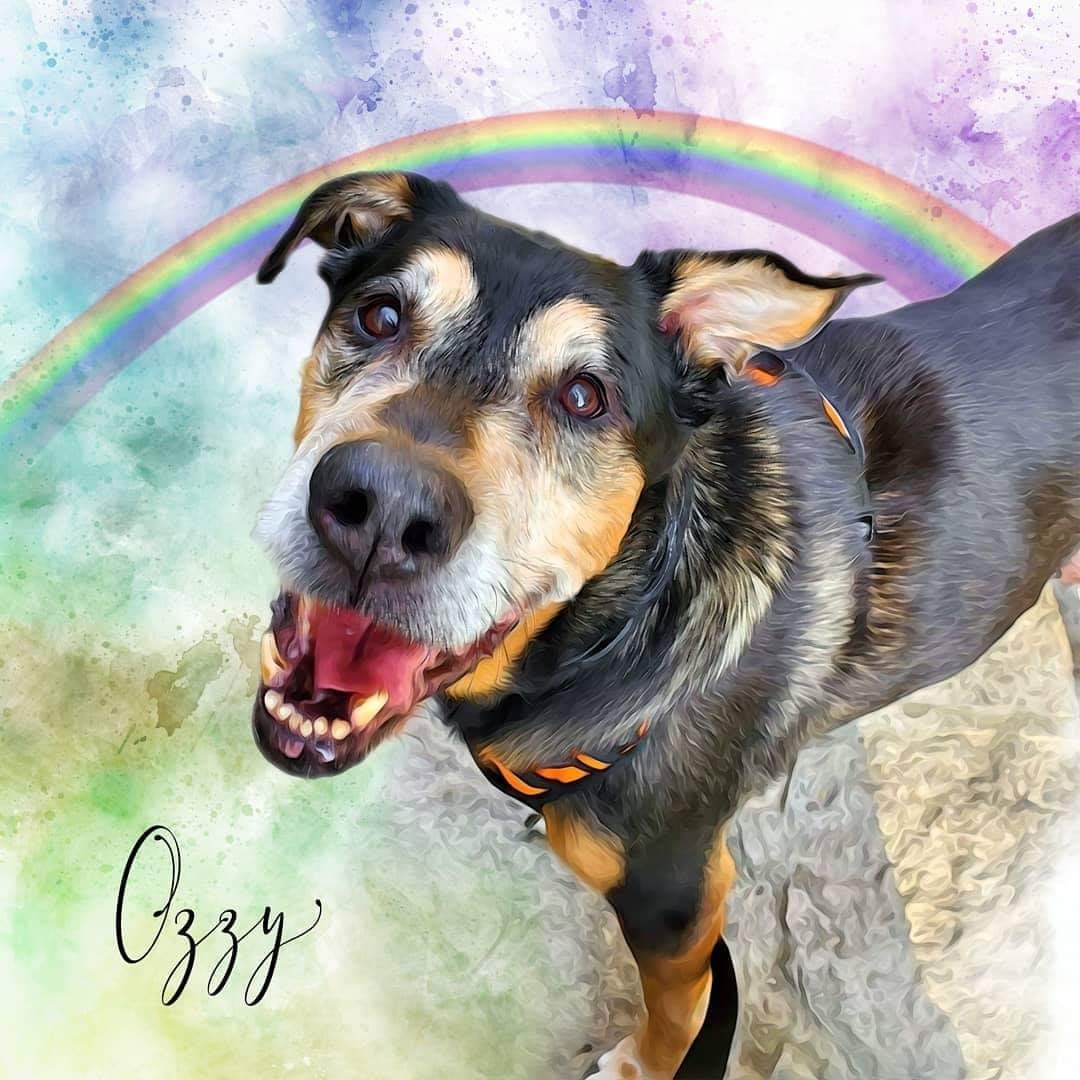 Photo 7 from Whispering Willows Senior Dog Sanctuary Inc