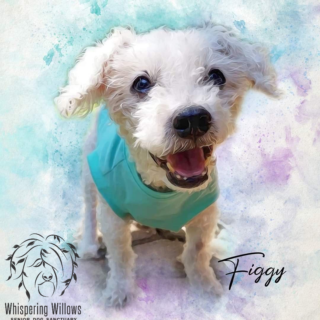 Photo 8 from Whispering Willows Senior Dog Sanctuary Inc