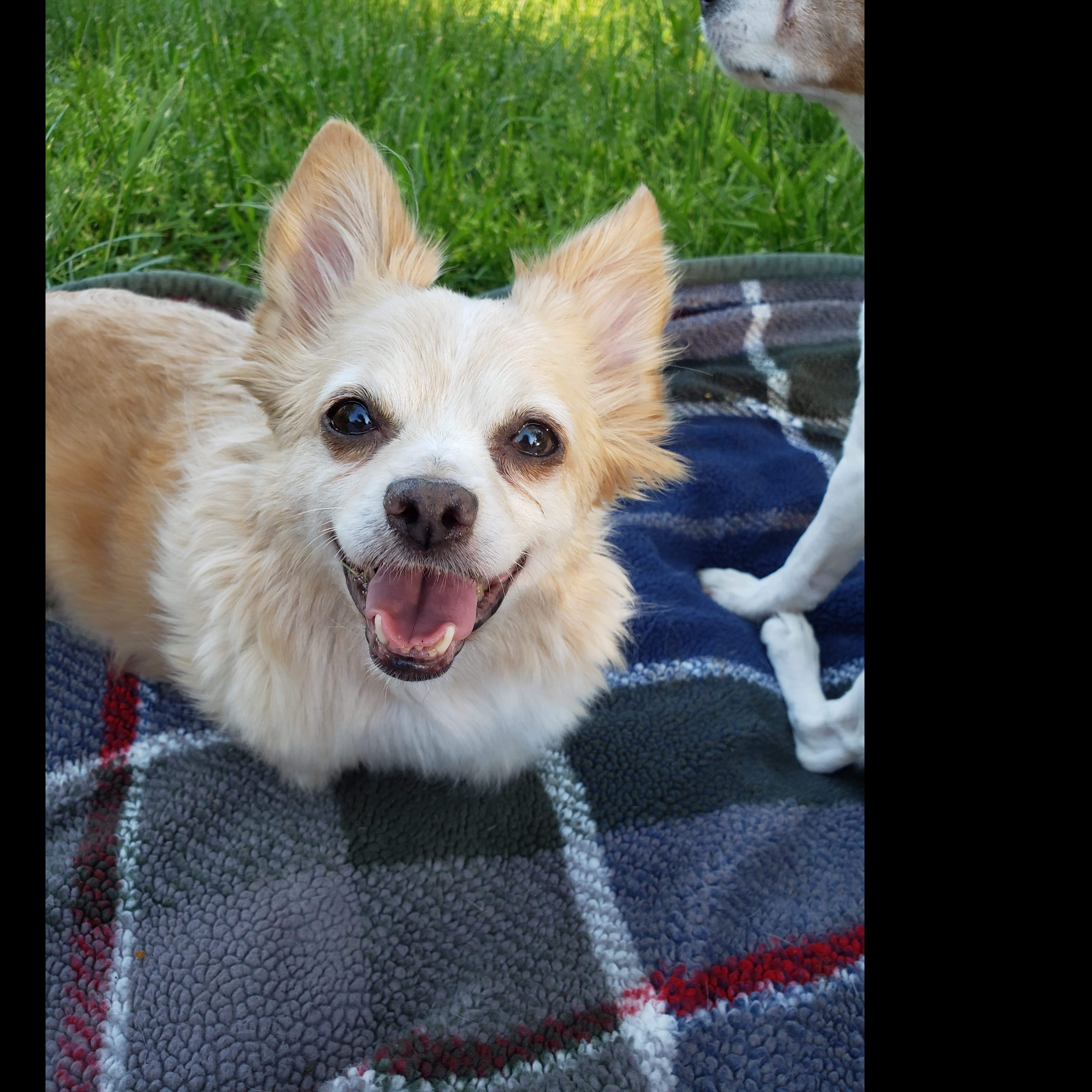 Photo 9 from Whispering Willows Senior Dog Sanctuary Inc