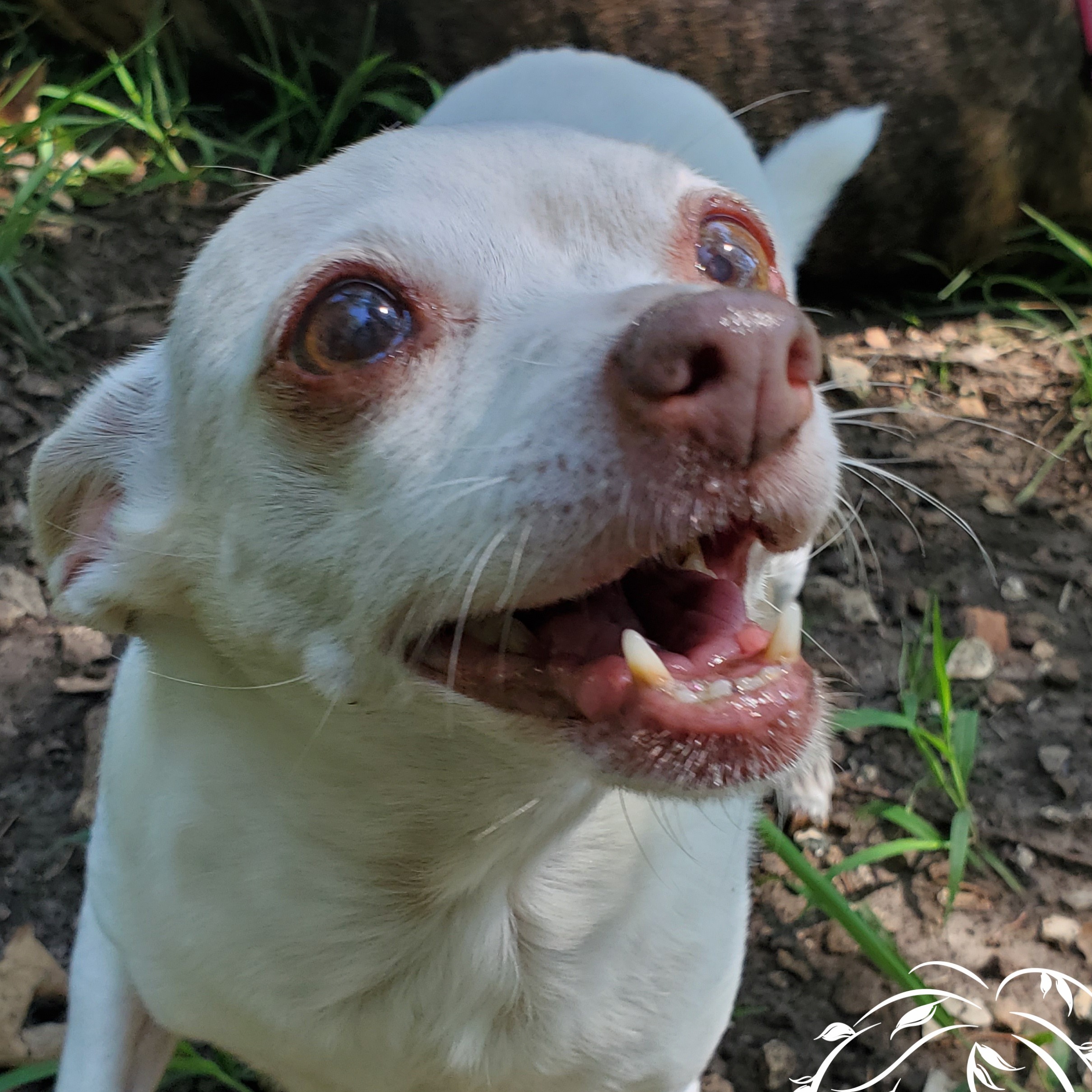 Whispering Willows Senior Dog Sanctuary Inc