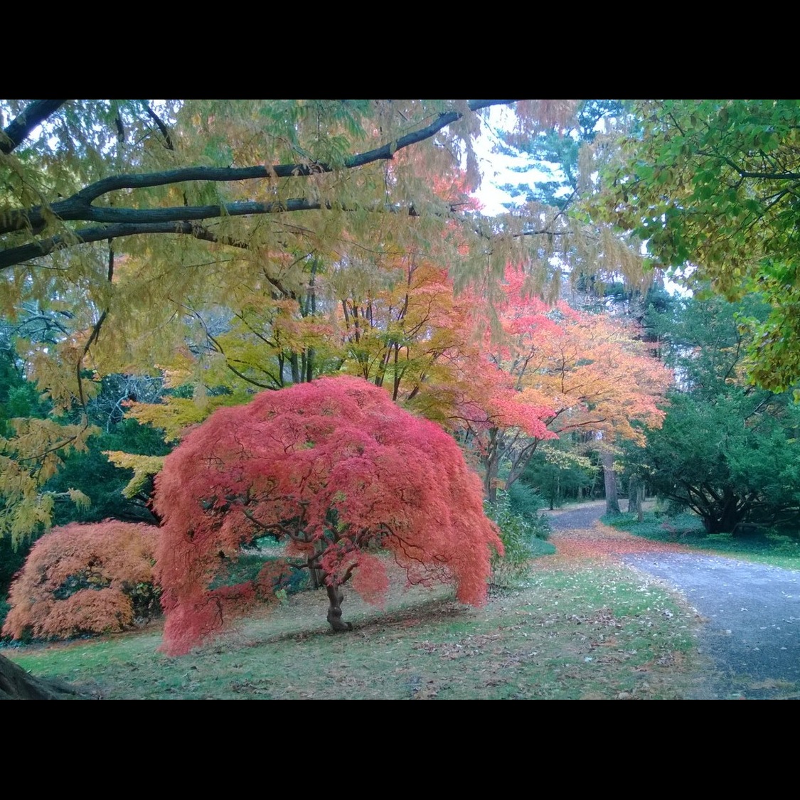 Photo 1 from Friends of Nassau County Bailey Arboretum