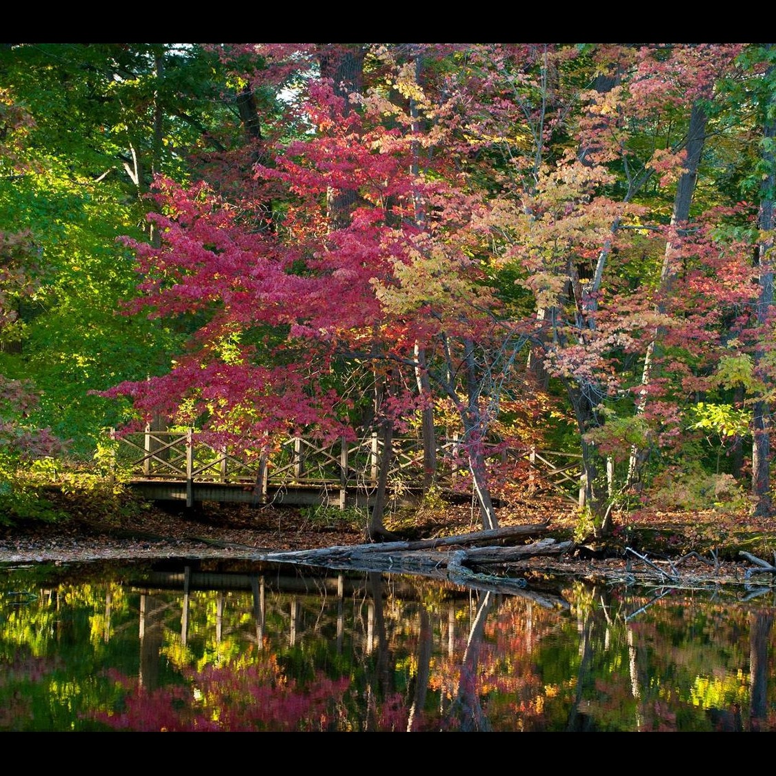 Photo 2 from Friends of Nassau County Bailey Arboretum