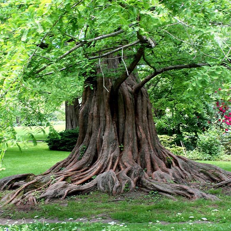 Friends of Nassau County Bailey Arboretum