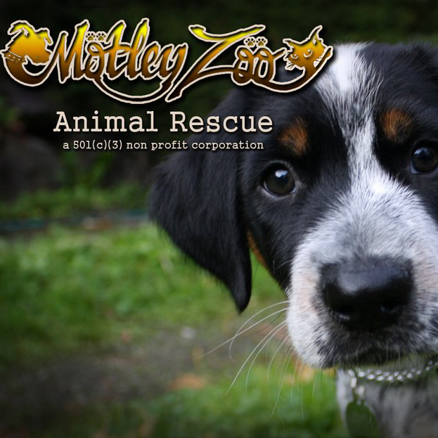Motley Zoo Animal Rescue