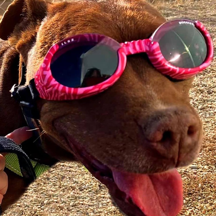 HUMANE SOCIETY OF TAOS INC