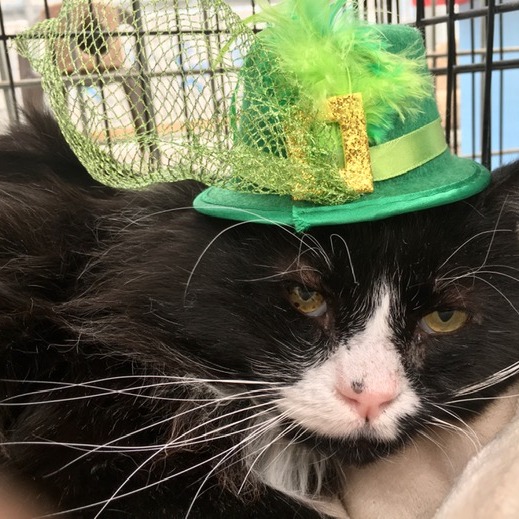 Photo 1 from HUMANE SOCIETY OF TAOS INC