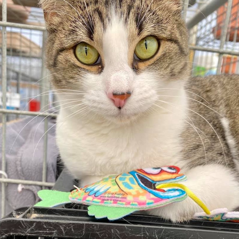 Photo 2 from HUMANE SOCIETY OF TAOS INC