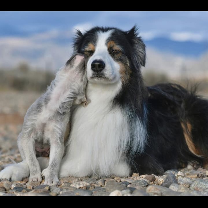 Photo 3 from HUMANE SOCIETY OF TAOS INC