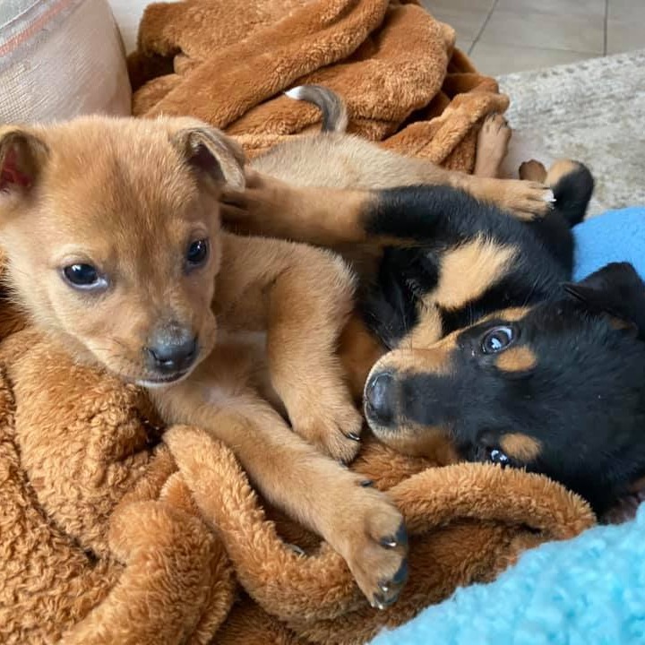 Photo 4 from HUMANE SOCIETY OF TAOS INC