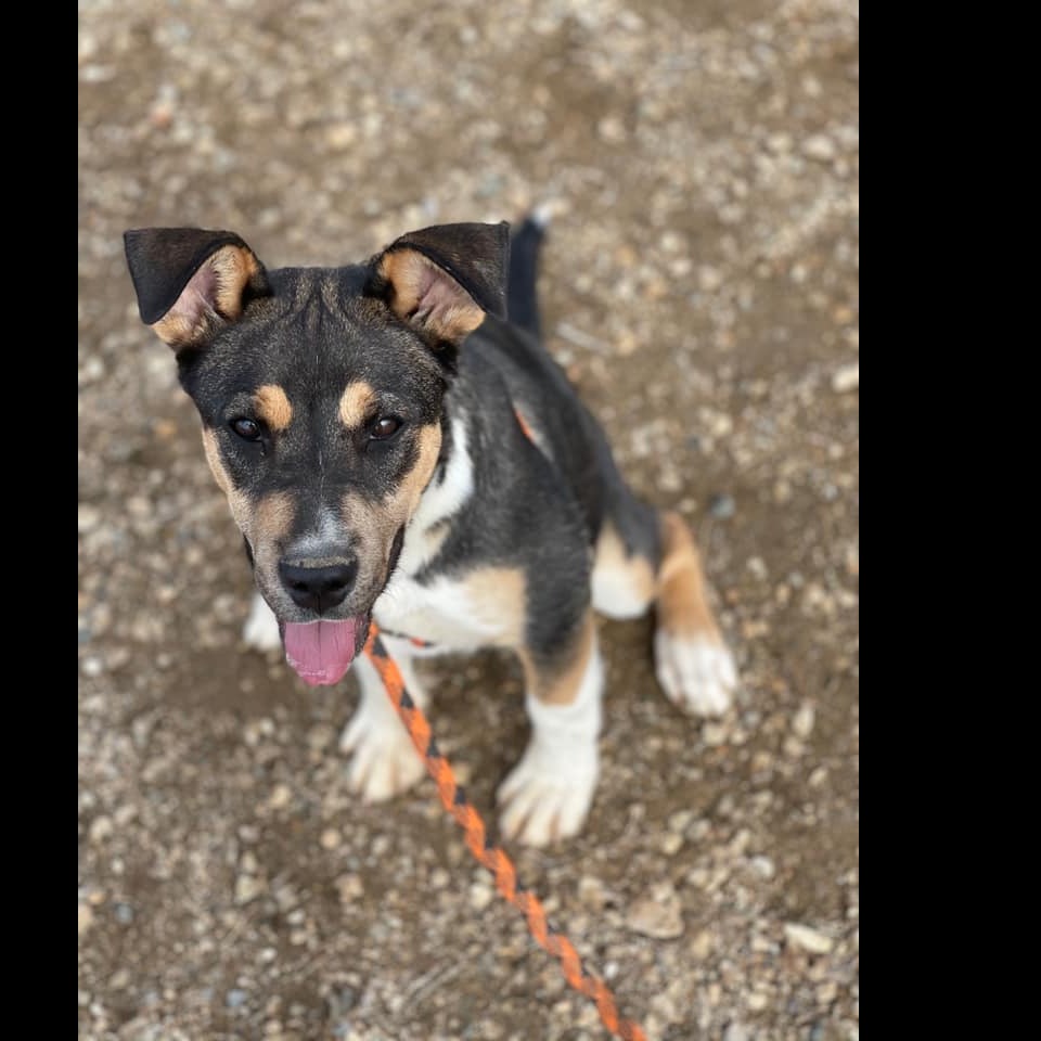 Photo 5 from HUMANE SOCIETY OF TAOS INC