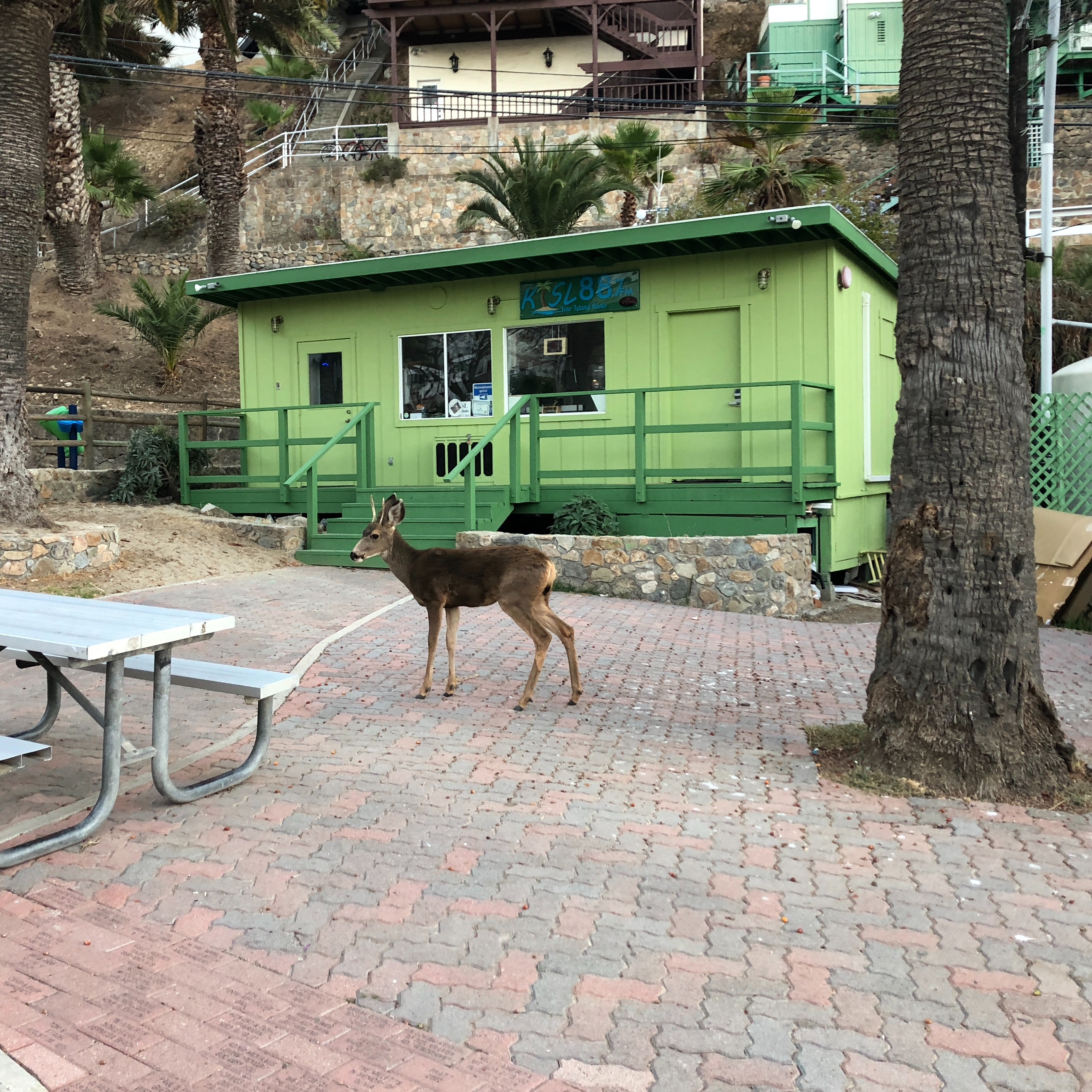 Photo 3 from Catalina Island Performing Arts Foundation