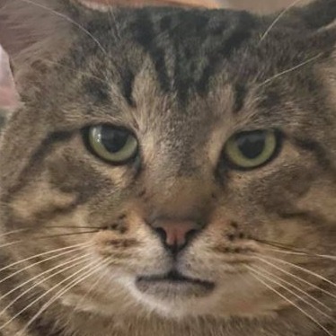 Duette Animal Rescue Team Inc