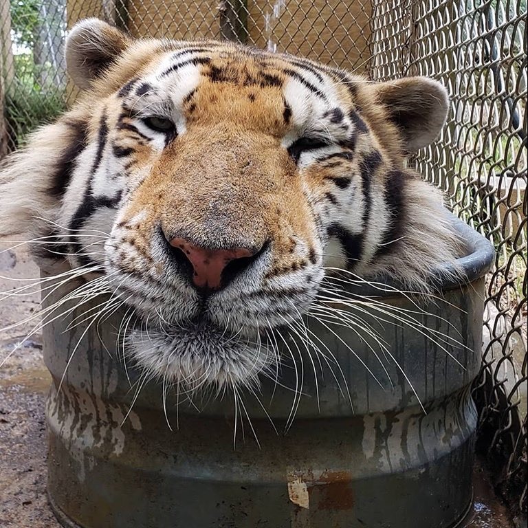Photo 6 from Tiger World