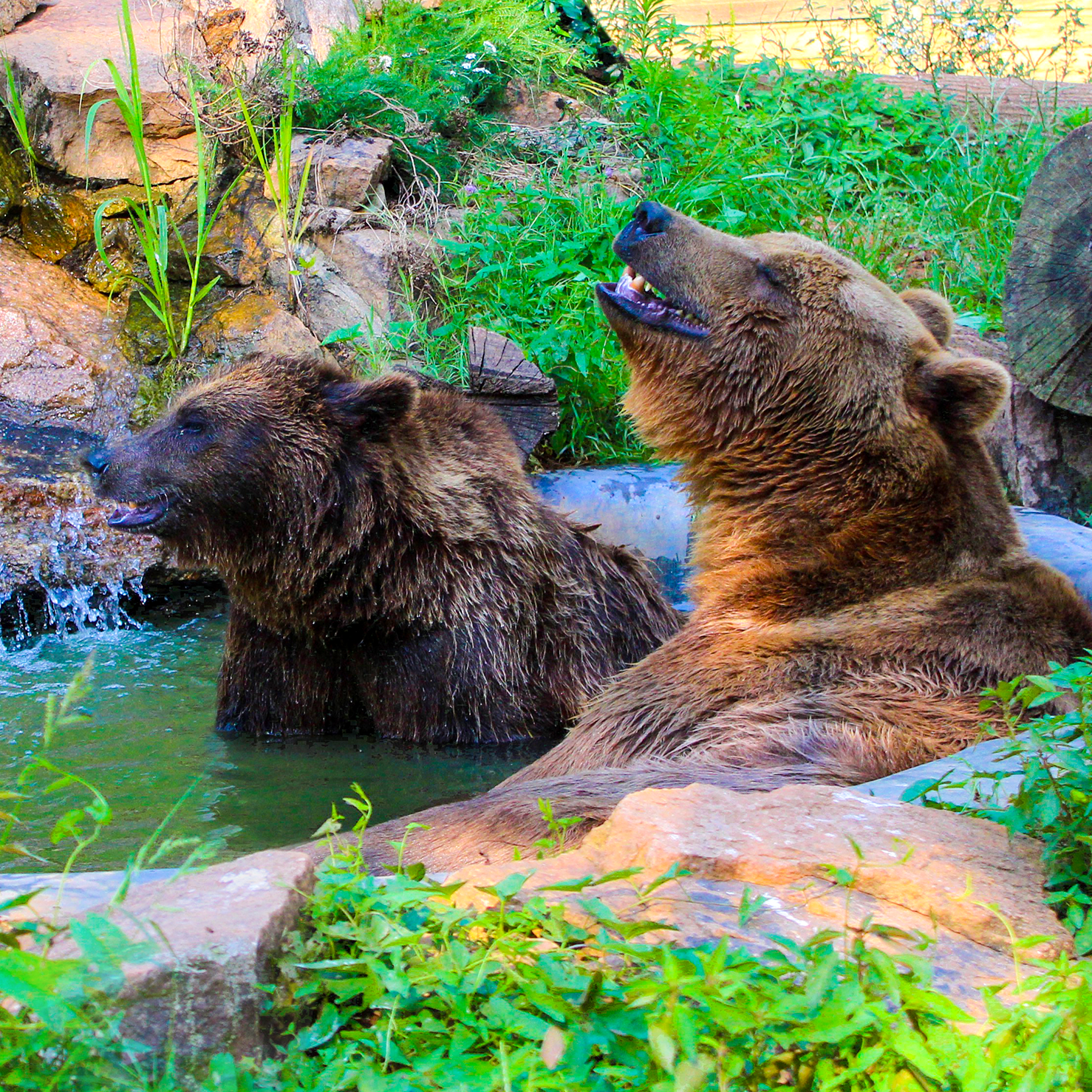 Photo 7 from Tiger World