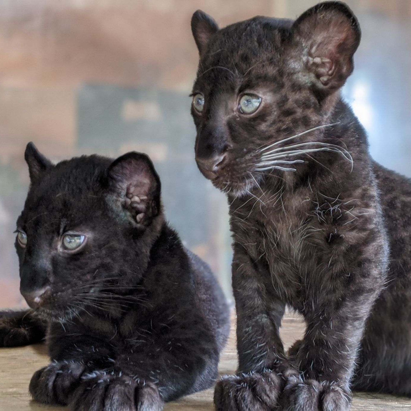 Photo 8 from Tiger World