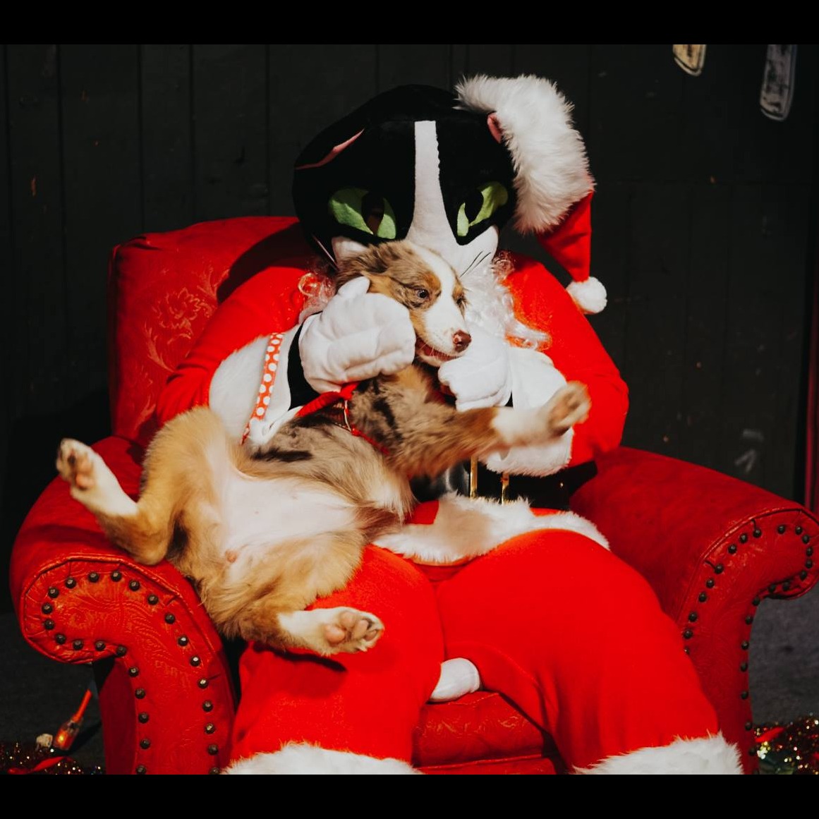 Photo 3 from ASHEVILLE CAT WEIRDOS EMERGENCY FUND